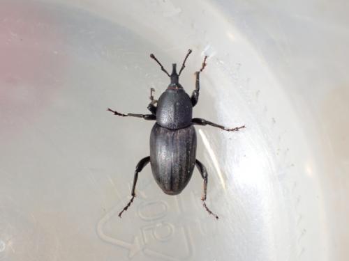 Sphenophorus abbreviatus